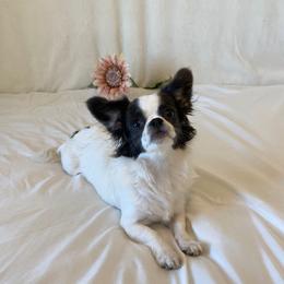 Bonnie - Chihuahua