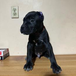 Kazimir - Black male Cane Corso puppy in Houston, Texas from Mortaio Cane Corso