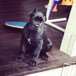 Cane Corso Puppies from Lionheart Cane Corso