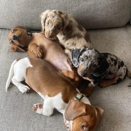 Dachshunds from Dach of Doxies