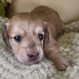 Aurora - Cream female Dachshund puppy in Jena, Louisiana from Amy’s Mini Doxies