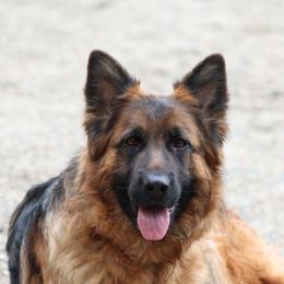 Ocia - Black and red female German Shepherd puppy in Garrett, Indiana from Devil-Dog Shepherds