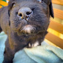 Bernedoodle and Siberian Husky Puppies from Timberline Paws