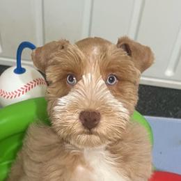 Ransom - Wheaten male Miniature Schnauzer puppy in Grayson, Kentucky from Seventh Heaven Schnauzers