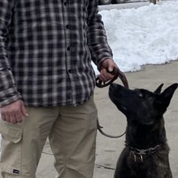 Mojo - Dutch Shepherd