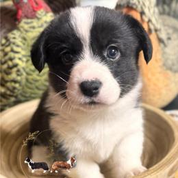 Phoebe - Black and white female Cardigan Welsh Corgi puppy in Casper, Wyoming from Flying Note Shorties