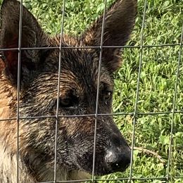 Raksha - German Shepherd
