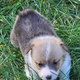 Reese - White and red male Pembroke Welsh Corgi puppy in Grand Blanc, Michigan from Dellinger's Corgi's
