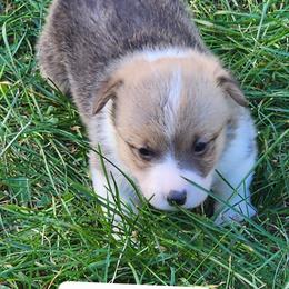 Reese - White and red male Pembroke Welsh Corgi puppy in Grand Blanc, Michigan from Dellinger's Corgi's
