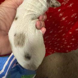 Piper the dapple piebald girl - Dapple female Dachshund puppy in Casselberry, Florida from Amore Mini Dachshund Breeders & More