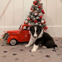 Bi Black Male 1 - Black and white male Shetland Sheepdog puppy in Tuscumbia, Alabama from Agee's World of Shelties