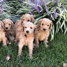 Poodle Puppies from Rupert-Smith's Poodles