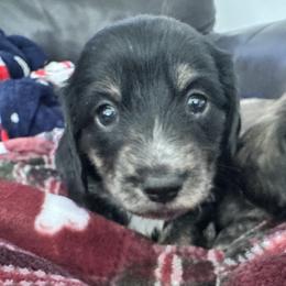 Fendi - Black and tan female Dachshund puppy in Young, Arizona from Short and Sassy Dachshunds of AZ