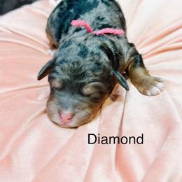 Diamond - Blue merle female Bernedoodle puppy in Pasco, Washington from Camp Doodle Woods