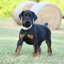 General - Black and rust male Doberman Pinscher puppy in Overton, Texas from Obsidian Kennel