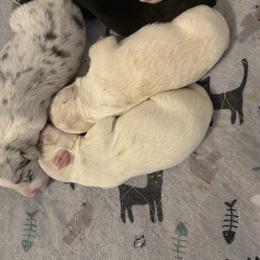 Boy 2 - Gold merle male Border Collie puppy in Lakeview, Michigan from Haven Creek Farm