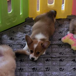Girl 1 - Sable female American Corgi puppy in Tallahassee, Florida from Koko's Korgis