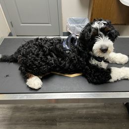 Bernedoodle Puppies from Palmetto Bernedoodles Boutique