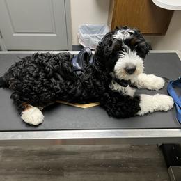 Bernedoodle Puppies from Palmetto Bernedoodles Boutique