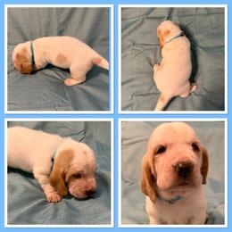 Light Blue collar Male - Lemon and white male Basset Hound puppy in Columbia, South Carolina from Pawmetto Hounds