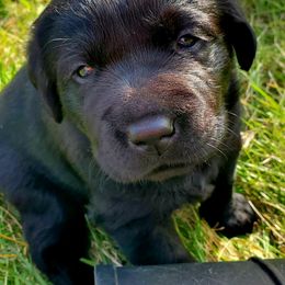 Working Dog Cross Puppies from Happy Hartz