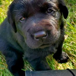 Working Dog Cross Puppies from Happy Hartz