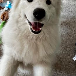 Samoyed All Grown Up from Stirling Silver Samoyeds