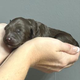 Poet - Chocolate female Goldendoodle puppy in Holly Springs, Georgia from Libby Lou’s Goldendoodles