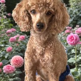 Benny - Poodle
