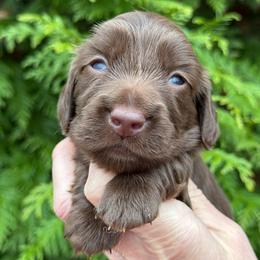 Carl (3500) - Chocolate male Dachshund puppy in Steele, Alabama from Taylored Dachshunds
