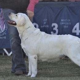 Labrador Retrievers from Country Grace