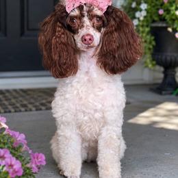 Poodle puppies from Edgewater Doodles & Designer Pups