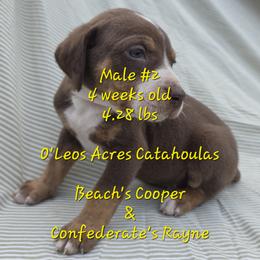 MALE - 2 - Chocolate male Catahoula Leopard Dog puppy in Perry, Florida from O'Leos' Acres Catahoulas