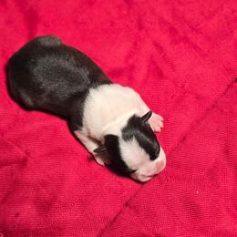 Girl 2 - Black and white female Boston Terrier puppy in Millers Creek, North Carolina from Tumbling Shoals Hilltop Bostons