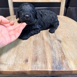 Boy 2 - Black male Goldendoodle puppy in Lakeland, Florida from Doodles & Danes