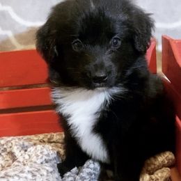 Australian Shepherds, Miniature Australian Shepherds, and Toy Australian Shepherds from Twisted C Aussies