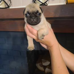 Boy 3 - Fawn male Pug puppy in Carbon Hill, Alabama from Gleaton's Pugs
