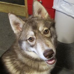 Lesko - Siberian Husky