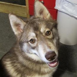 Lesko - Siberian Husky