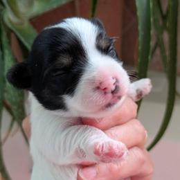 Little Panda girl - Parti female Yorkshire Terrier puppy in Gatesville, Texas from KontryKritterz Yorkies