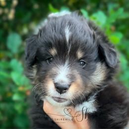 Juniper (Junie) - Black white and tan female Shetland Sheepdog puppy in Windsor, Colorado from Shirehill Shelties