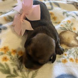 Lola - Sable female Dachshund puppy in Conroe, Texas from Harper’s Waggin Winnie’s