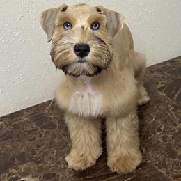 Buzz - Wheaten male Miniature Schnauzer puppy in San Antonio, Texas from Texas Blessed Schnauzers
