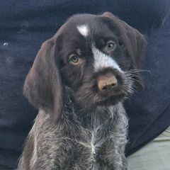 Prada - Liver and white female German Wirehaired Pointer puppy in Wellston, Ohio from Blue Line GWPs