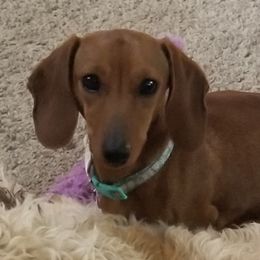 Mabel - Dachshund