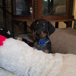 Blue collar black female - Black and rust female Doberman Pinscher puppy in Houston, Texas from Draggin Dobermans & Great Danes