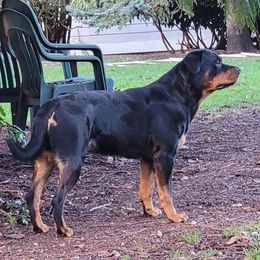 Indi - Rottweiler