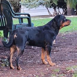 Indi - Rottweiler
