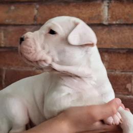 Girl 1 - White female Dogo Argentino puppy in Morgan Hill, Pennsylvania from De la Fuerza De Dios