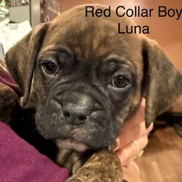Red Collar Boy - Brindle male Boxer puppy in East Longmeadow, Massachusetts from Boxer Bliss